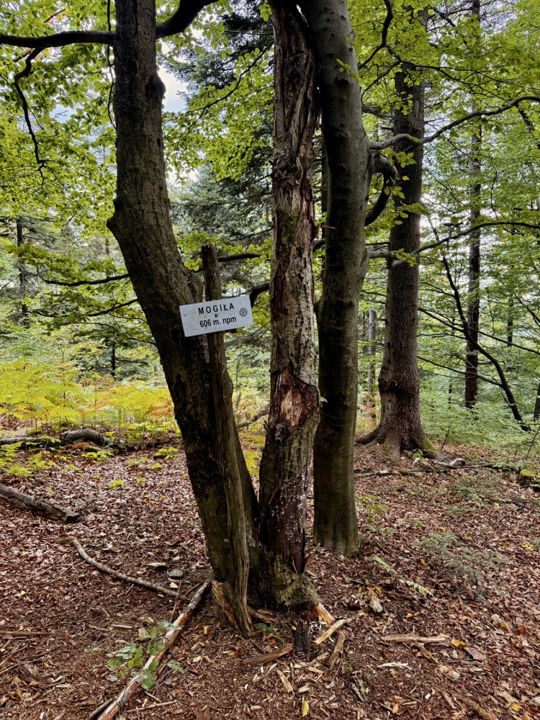 Biała tabliczka z napisem MOGIŁA 606 m npm przybita do rozłupanego pnia w lesie bukowym